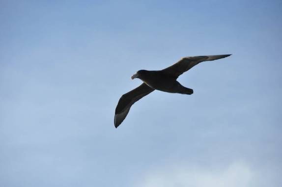 Muitos Southern Giant Petrel (Petrel Gigante) acompanham o Sea Spirit um dia antes de chegarmos às Ilhas Malvinas